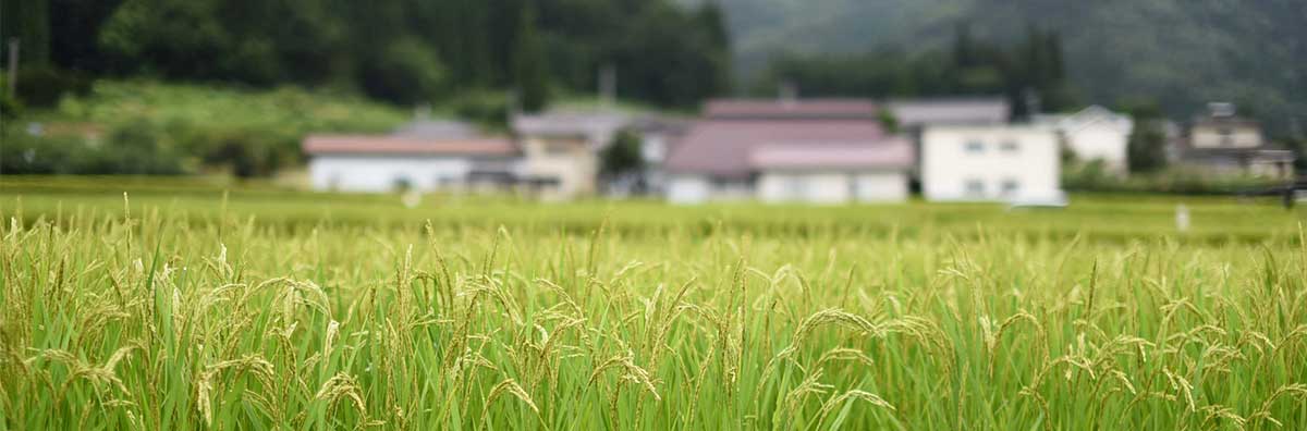 田舎に暮らす両親のもとに帰省する